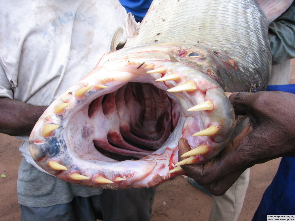 [fish+teeth.jpg]