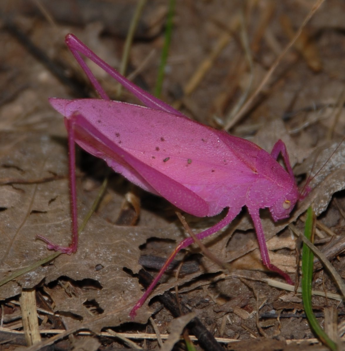 [Pink+katydid.jpg]