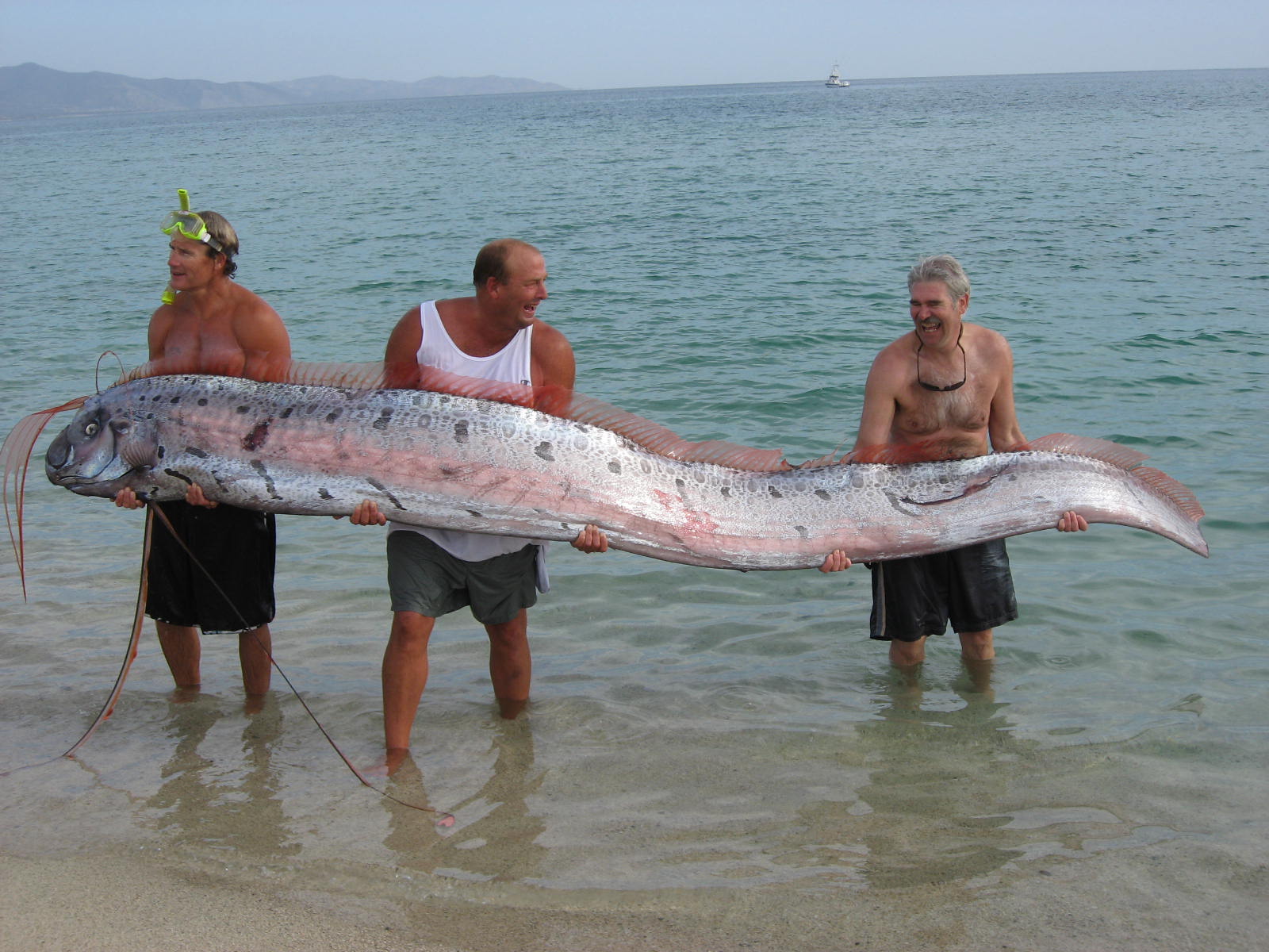 [oarfish.jpg]