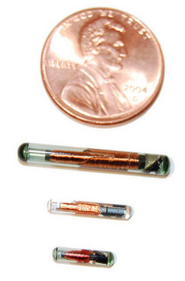 [chips+for+cacti.jpg]