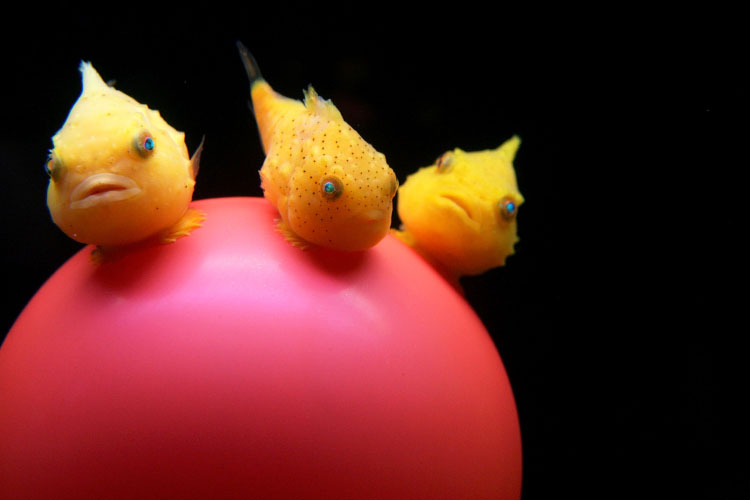 [balloon+lumpfish.jpg]