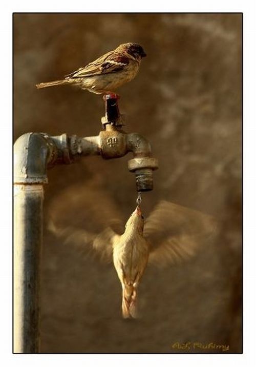 [bird+getting+water.jpg]
