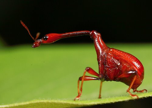 [giraffe+weevil.jpg]