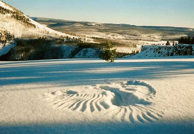 [raptor+snow+print.jpg]