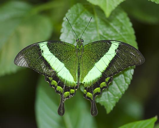[Emerald+swallowtail.jpg]