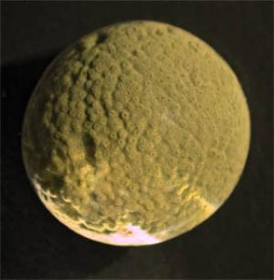 [gromia+protist.jpg]