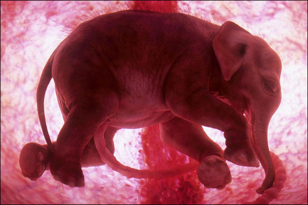 [womb+-+elephant+fetus.jpg]