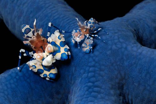 [Blue+harlequin+shrimp.jpg]