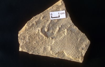 [Paleodictyon+middle.jpg]