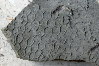 [paleodictyon+top.jpg]