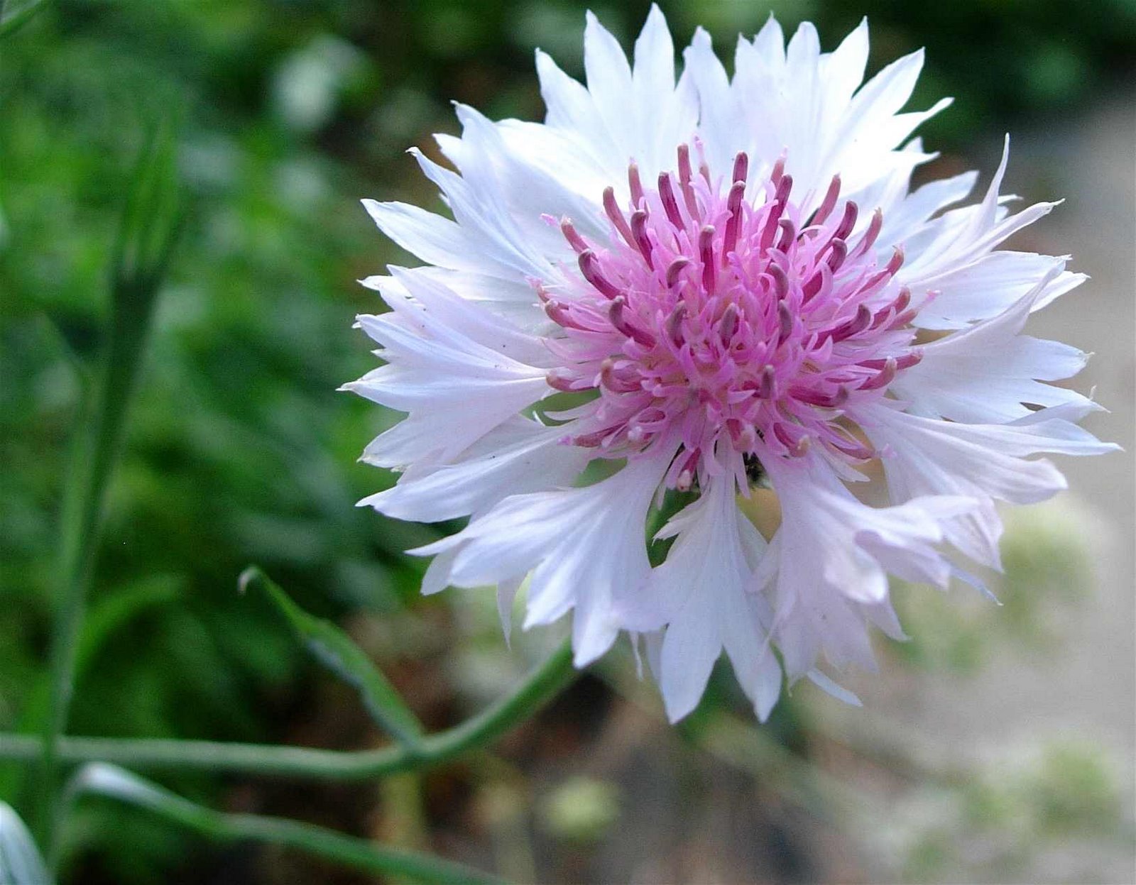 [Bachelor's+button.jpg]