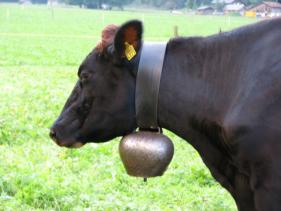 Swiss+cow+bell.jpg