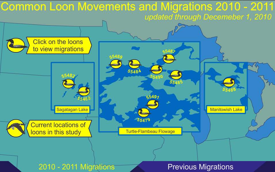 TYWKIWDBI ("TaiWikiWidbee") Tracking the migration of the common loon