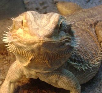 gut-loading-superworms-for-bearded-dragon-9.jpg