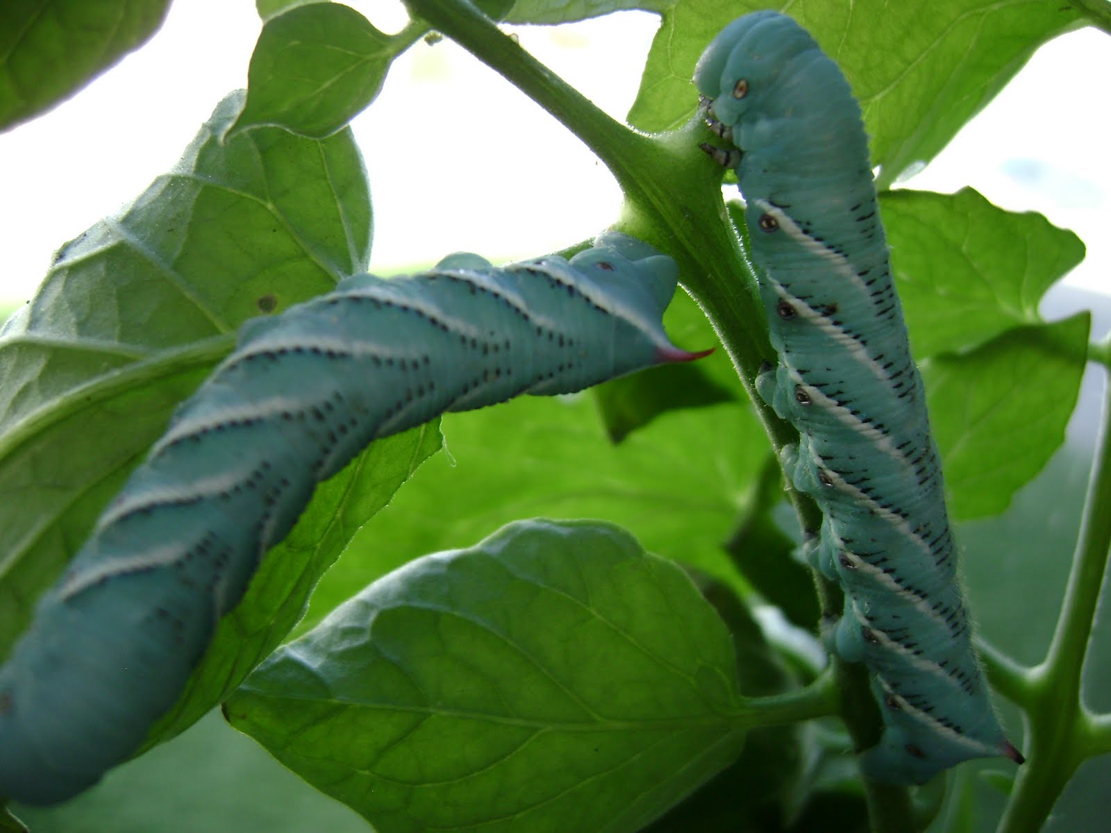 feeding-hornworms-to-bearded-dragon-1.jpg