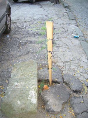Yambol Tree Planting in Cracks