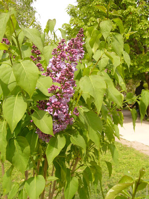 Yambol's First Lilac of Spring