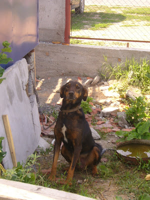 A Yambol Factory Guard Dog