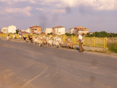 A Yambol Urban Shepherd