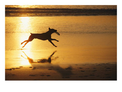 [A-Pet-Dog-Runs-with-a-Frisbee-on-a-Beach-Photographic-Print-C12665724.jpg]