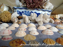 conchas del mar