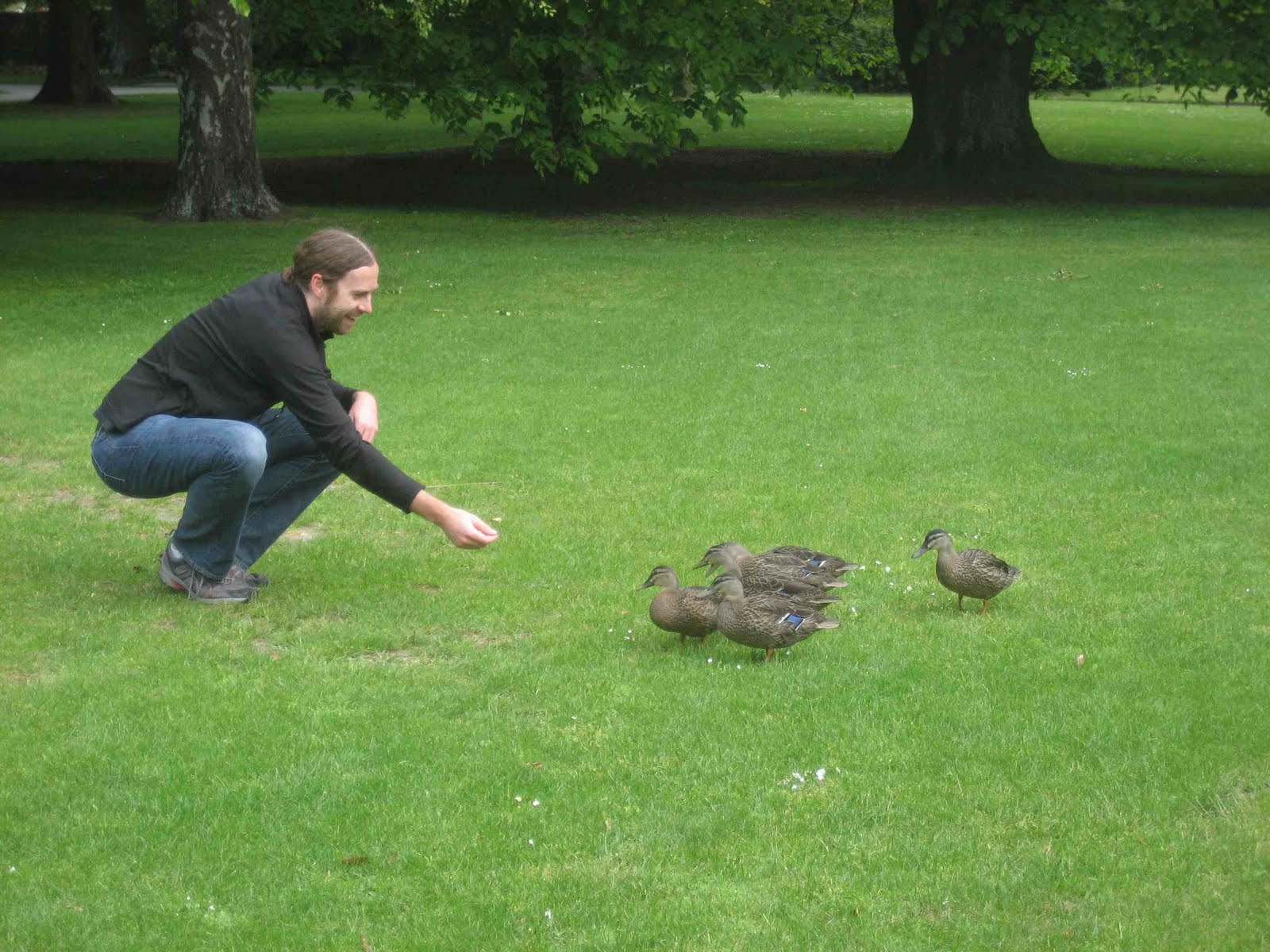 Desktop Wallpaper Baby Ducks