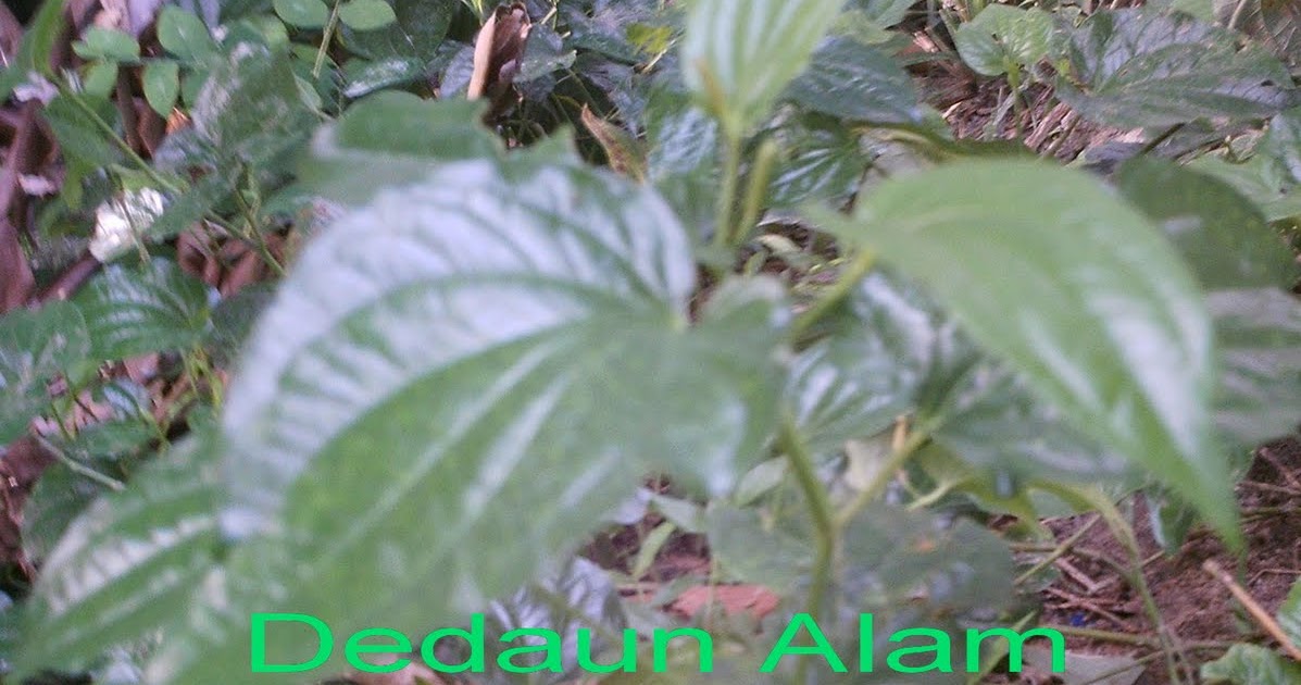 Dedaun Alam: Kaduk