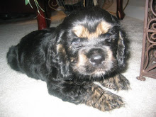 Shug at around 8 weeks... 2007