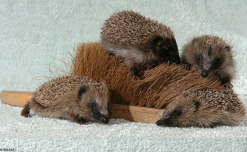[hedgehogSOLENT2708_800x495.jpg]