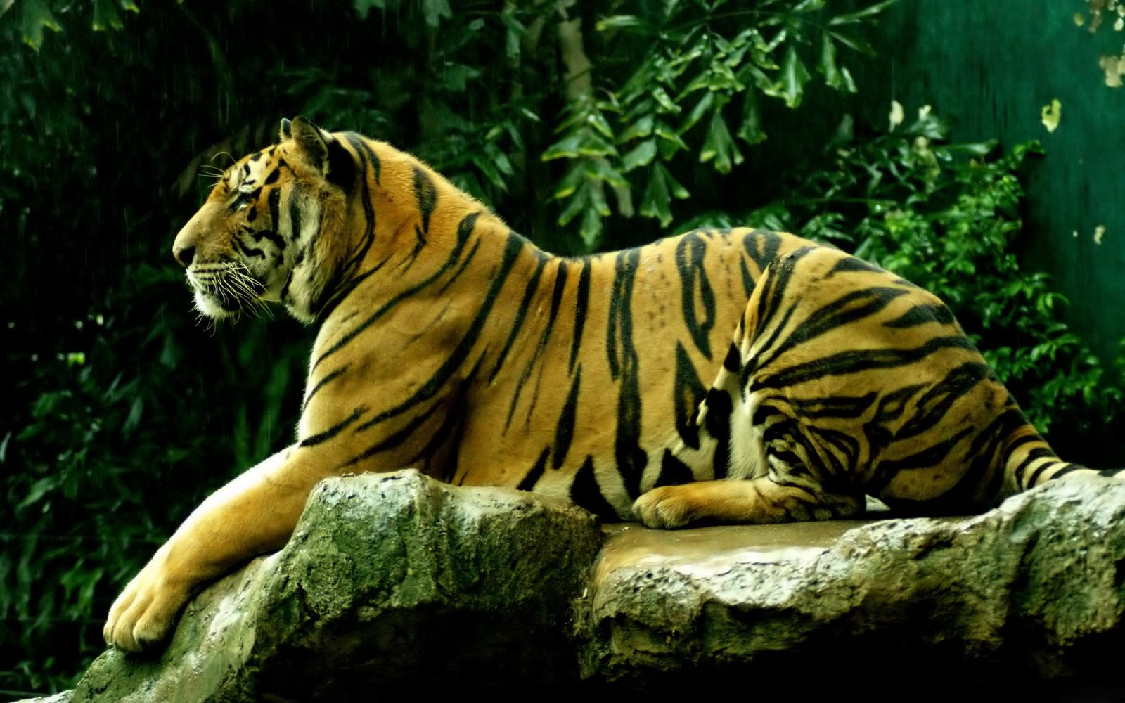 The Royal Bengal Tiger - The Endangered Species - 1001Archives