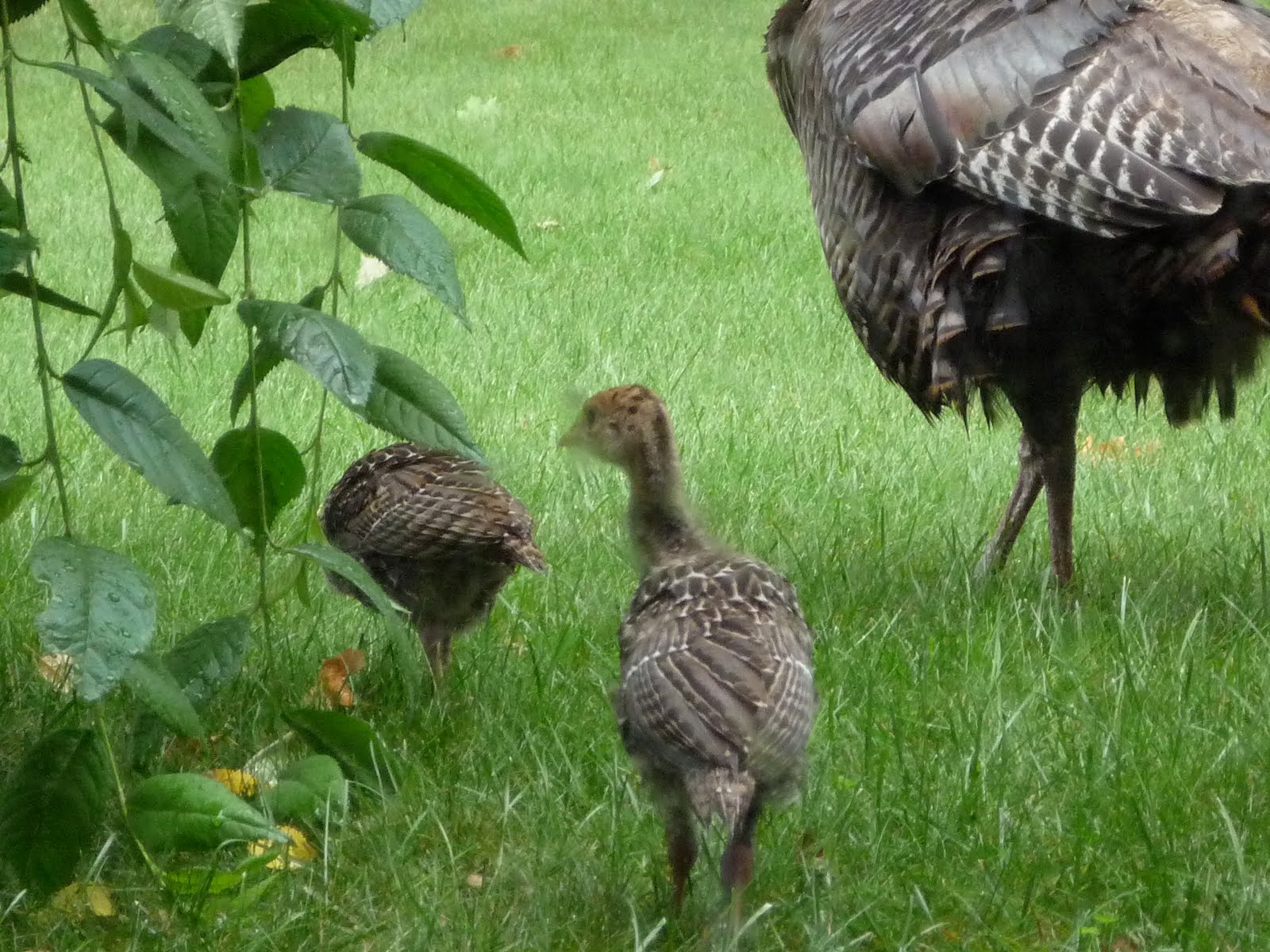 The Quail's Nest Baby Turkey's