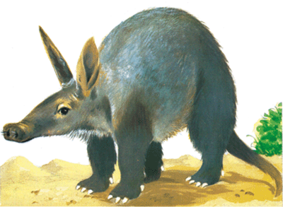 [aardvark-info0.gif]