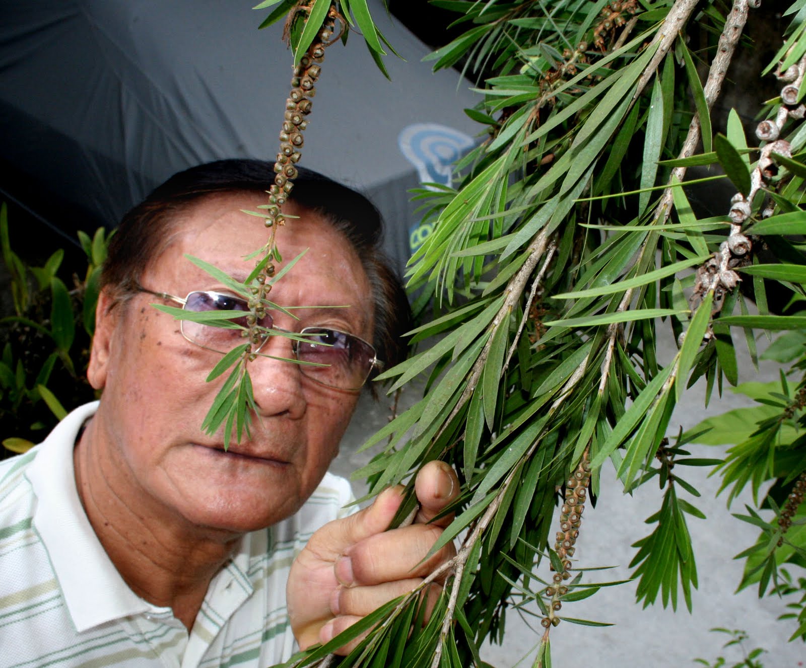 Naturalism the Eighth Sense The Many Worlds of the Willow Tree