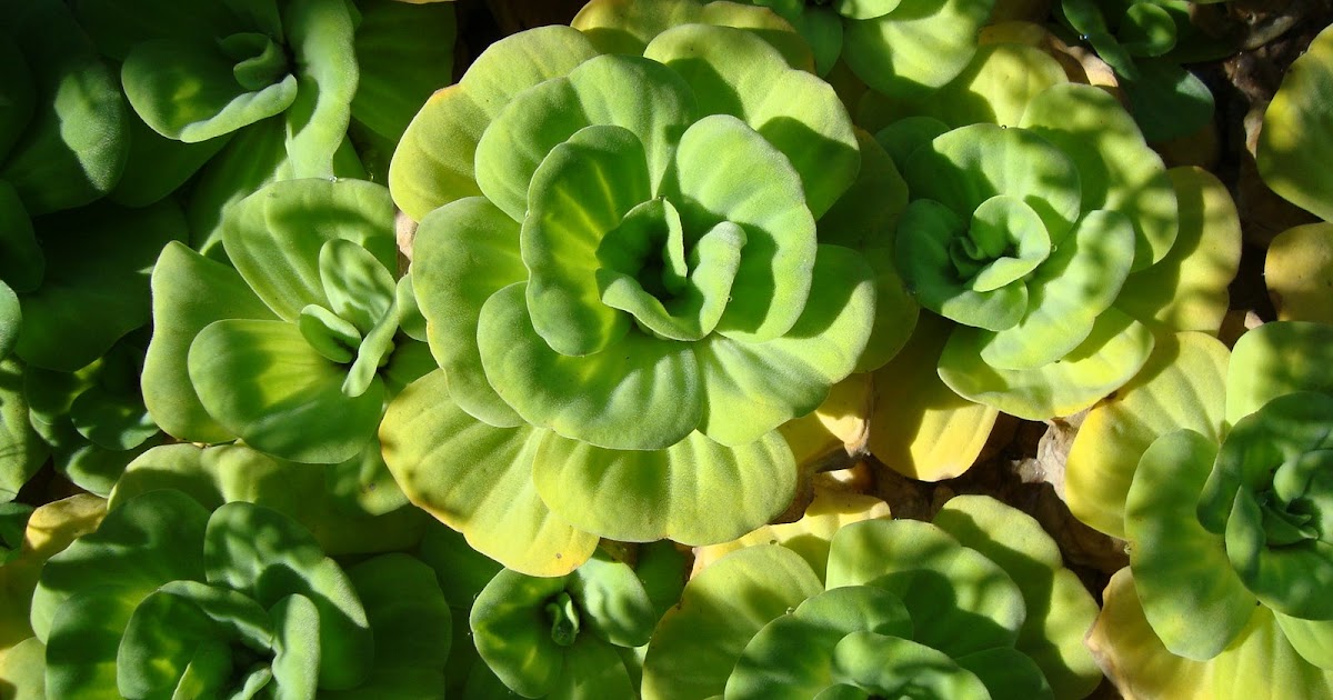 Living with Nature School on Blog by Dr. Abercio V. Rotor Quiapo in