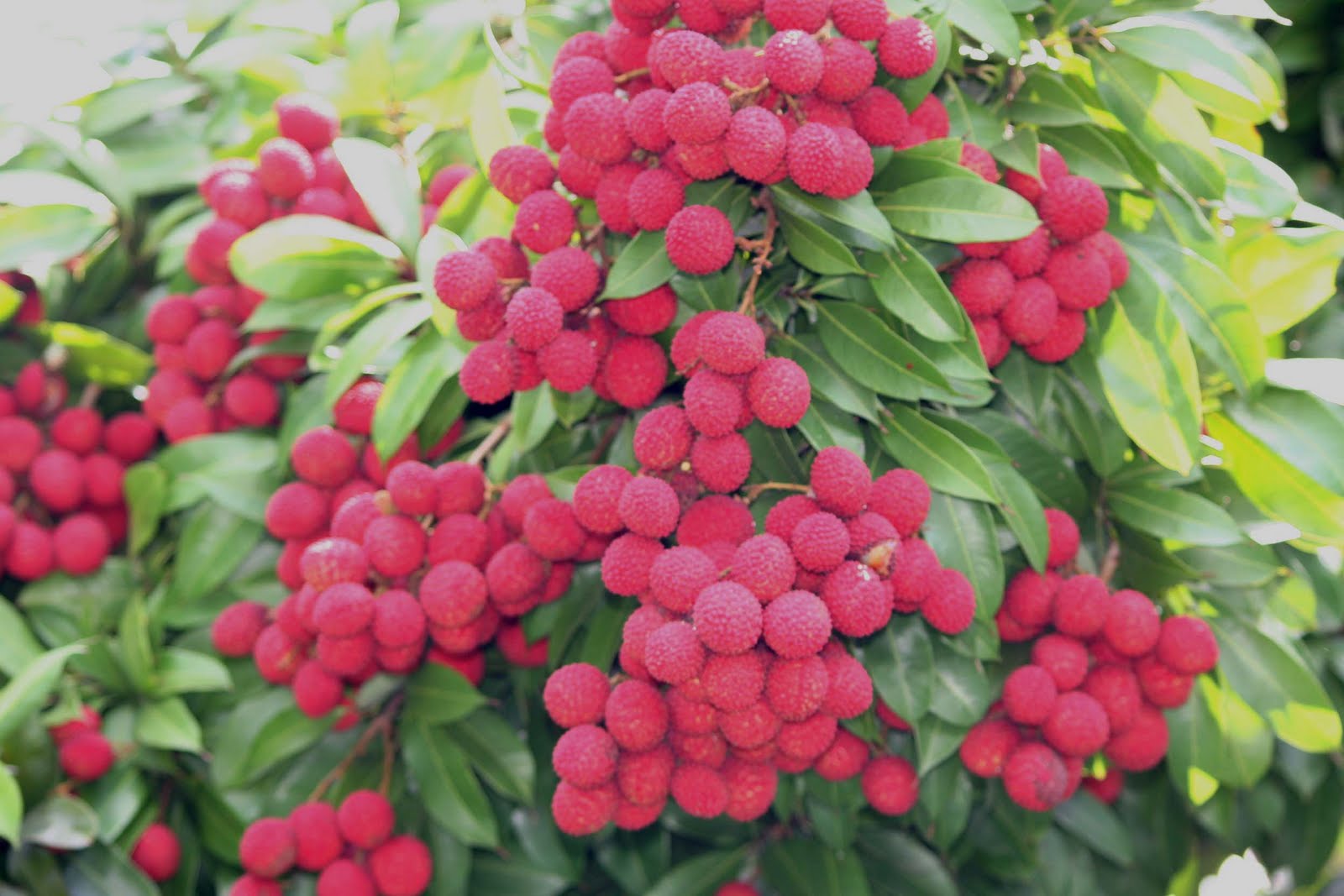 Living with Nature - School on Blog by Dr. Abercio V. Rotor: Fruiting