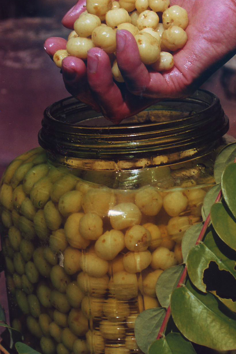 Living with Nature School on Blog by Dr. Abercio V. Rotor Unusual