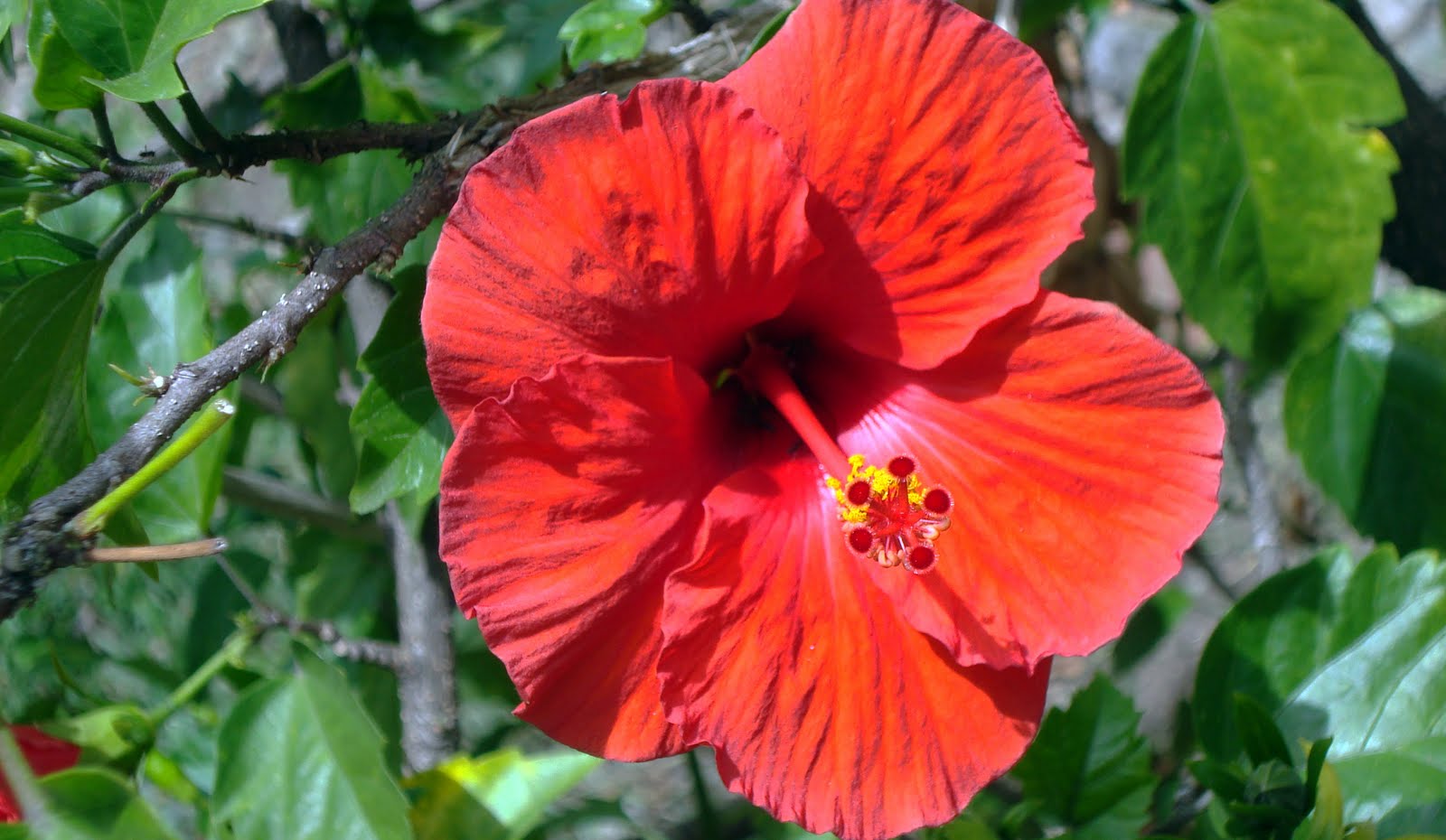 Naturalism the Eighth Sense Useful Garden Plants atsuete, Alovera