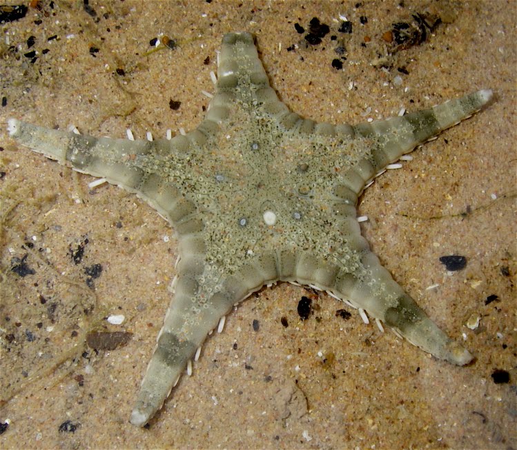 COLOURFUL CLOUDS: Back To Sentosa Tanjong Rimau.....