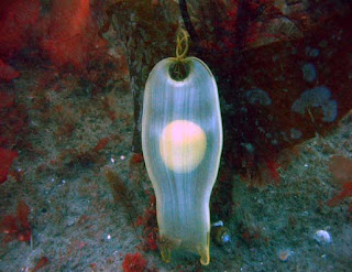 shark eggs swell lemon baby