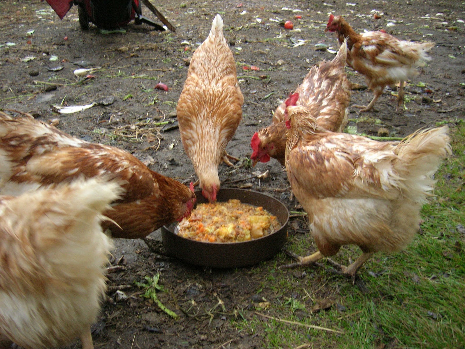 My Mountain Garden Gleanings A Hot Meal for My Chickens