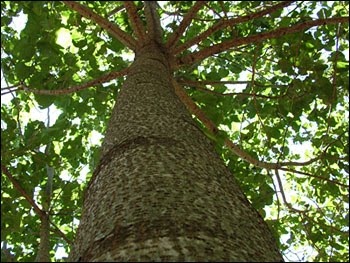 Paulownia Tomentosa Pai Acik Mor Cicekli Cin Kavagi Mor Pavlonya 40 60 Cm Rootball Fidan Satisi Fide Satisi Internetten Fidan Siparisi Bodur Asili Sertifikali Meyve Fidani Sus Bitkileri