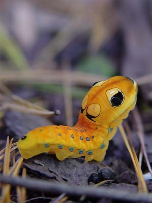 Creature Talk!!: Spicebush Swallowtail