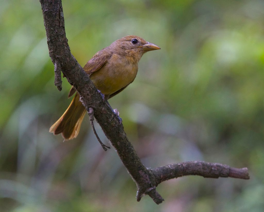 ROLF - The river and the surroundings: Summer Tanagers in Missouri