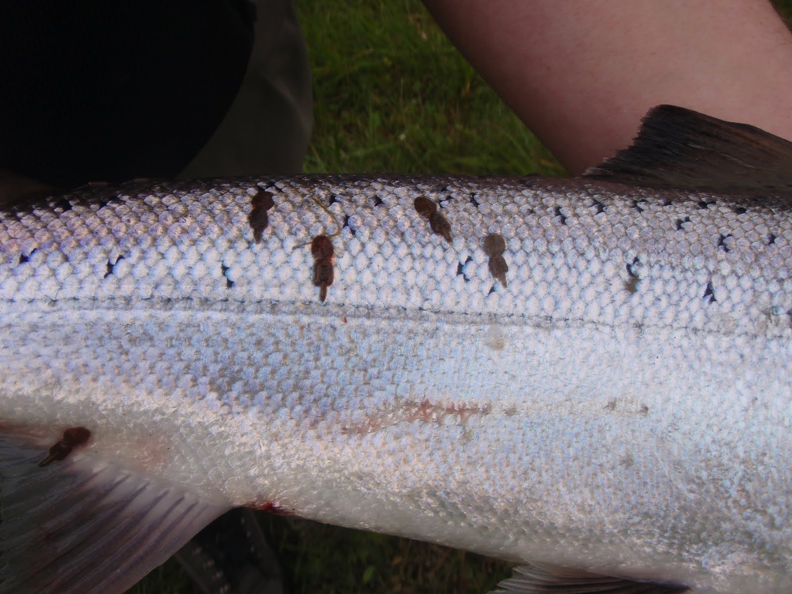 Newtyle Salmon Fishings Atlantic Salmon Sea Lice