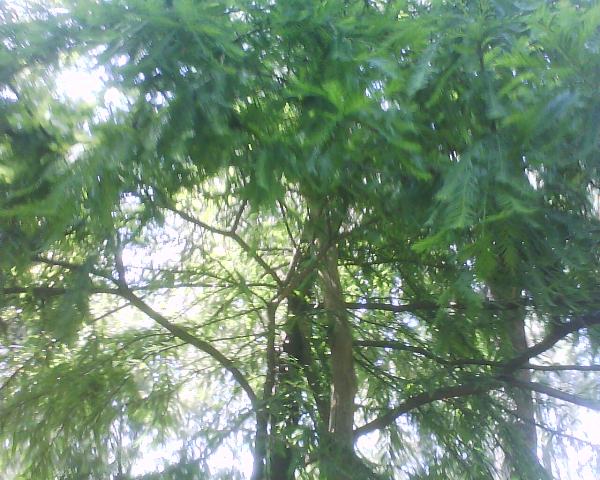 Biología Pinos: b) Variedades de la especie estudiada