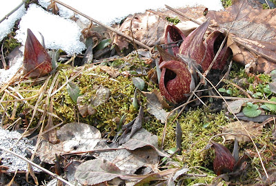 GeoEcology: Skunk cabbage, first flowering...