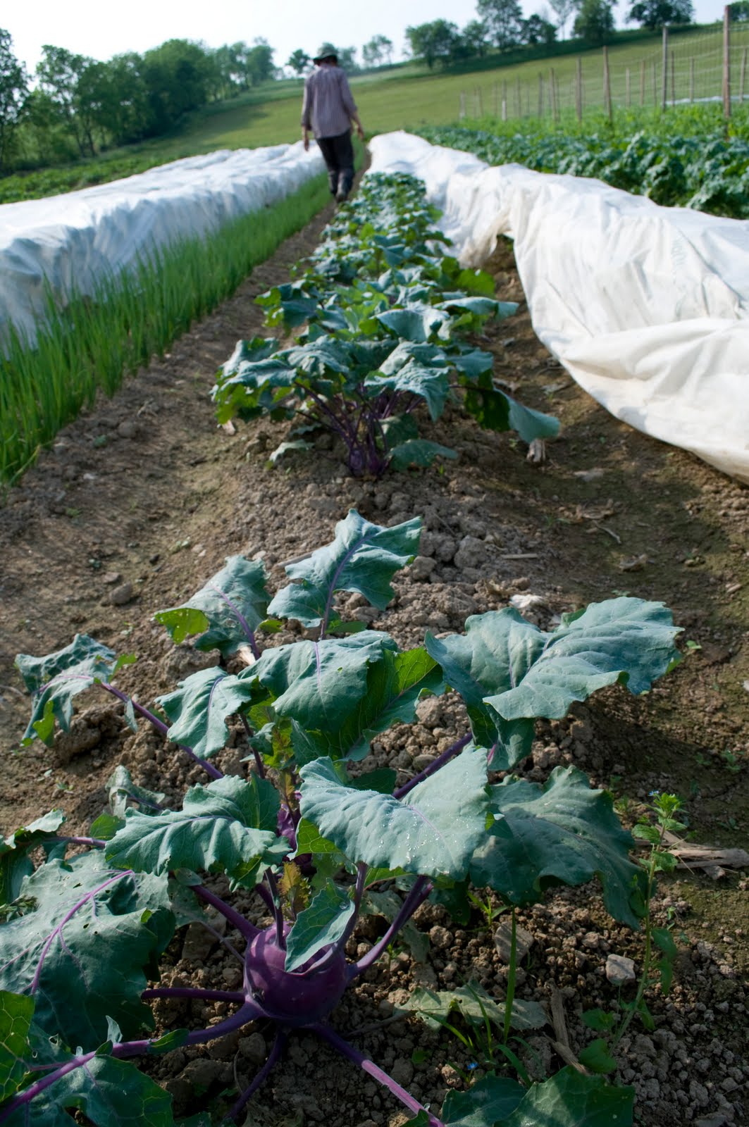 STEWARDS McAlevy's Fort, Pennsylvania Plowshare Produce, Micah and