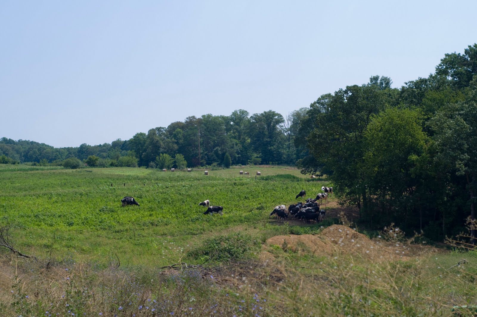 STEWARDS Strawberry Plains, Tennessee Curtis Blake, Blake Dairy