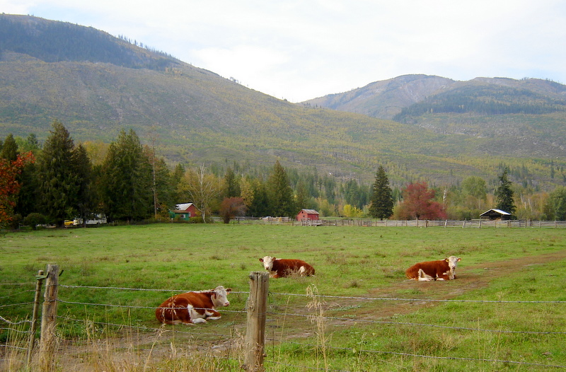 Country Mouse Studio Marshmallow Farming