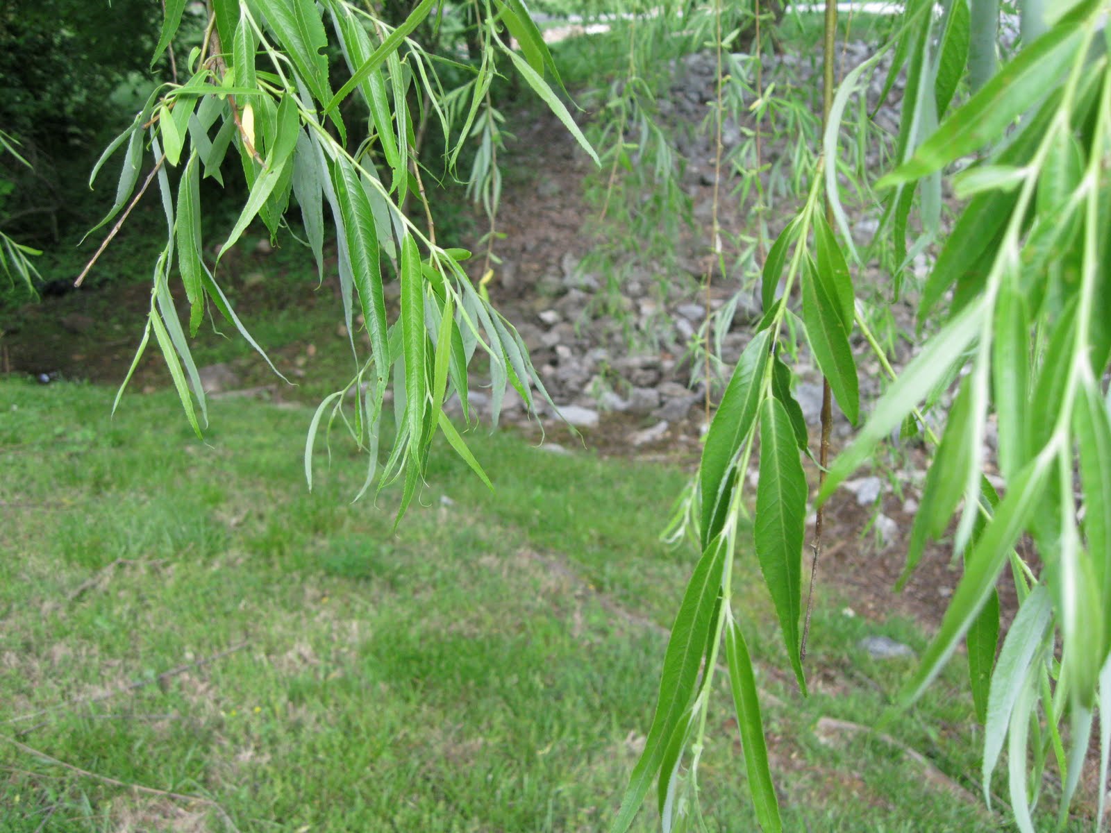 A Witch At Home Celtic month of Willow